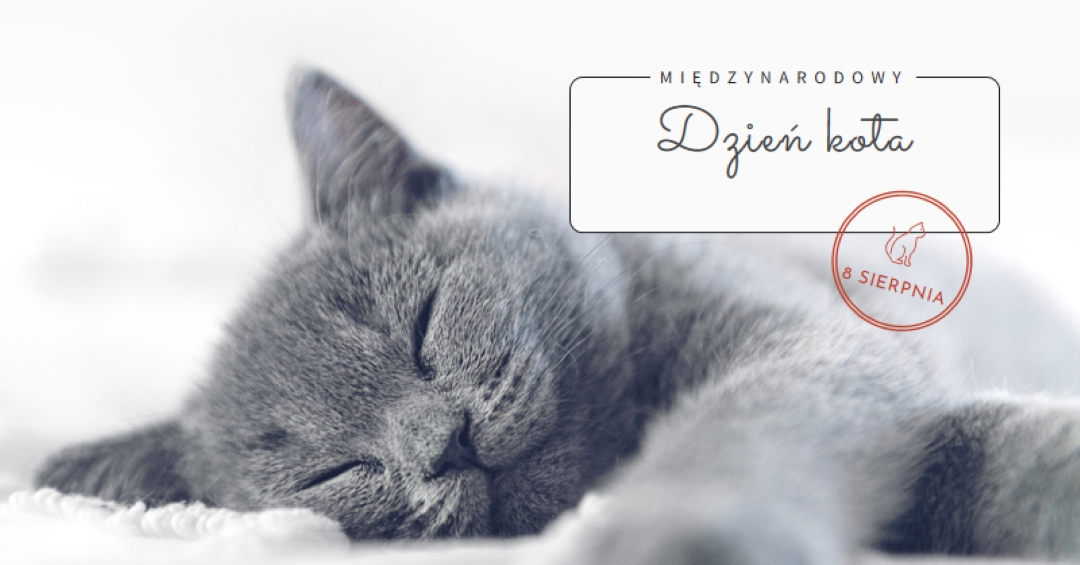 Drzemka kota gray modern-simple