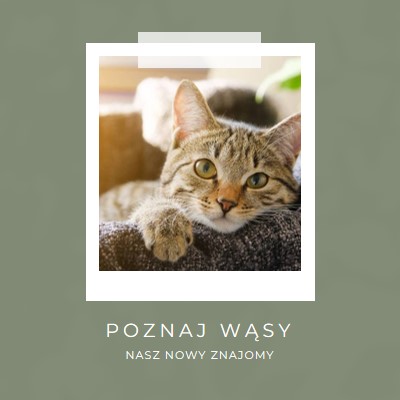 Poznaj naszego nowego kota green modern-simple