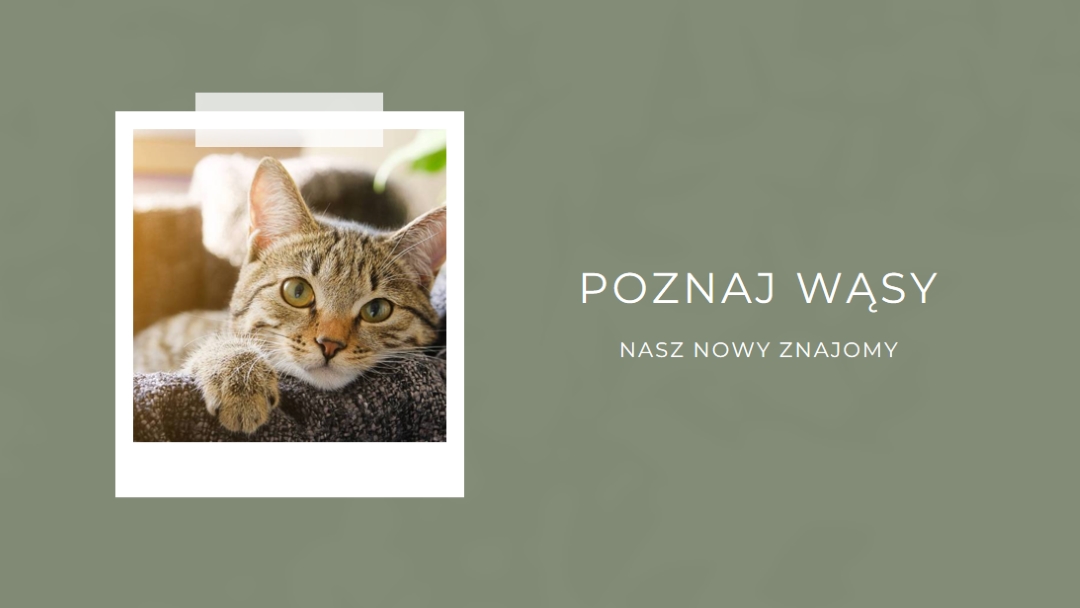 Poznaj naszego nowego kota green modern-simple