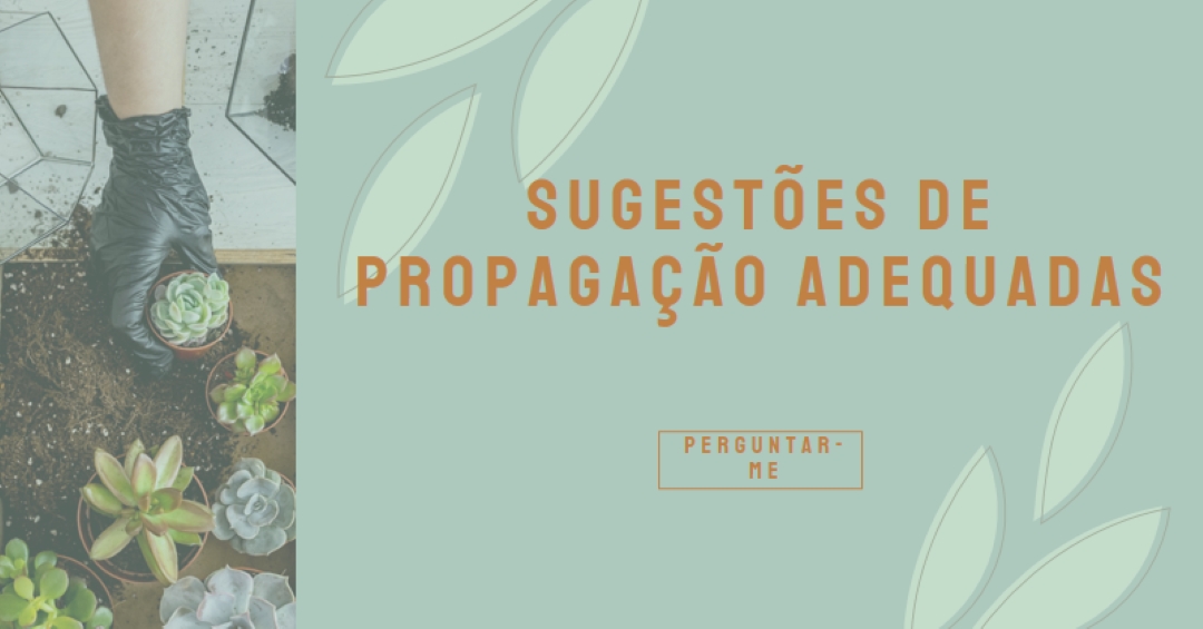 Simplesmente suculenta green organic-simple