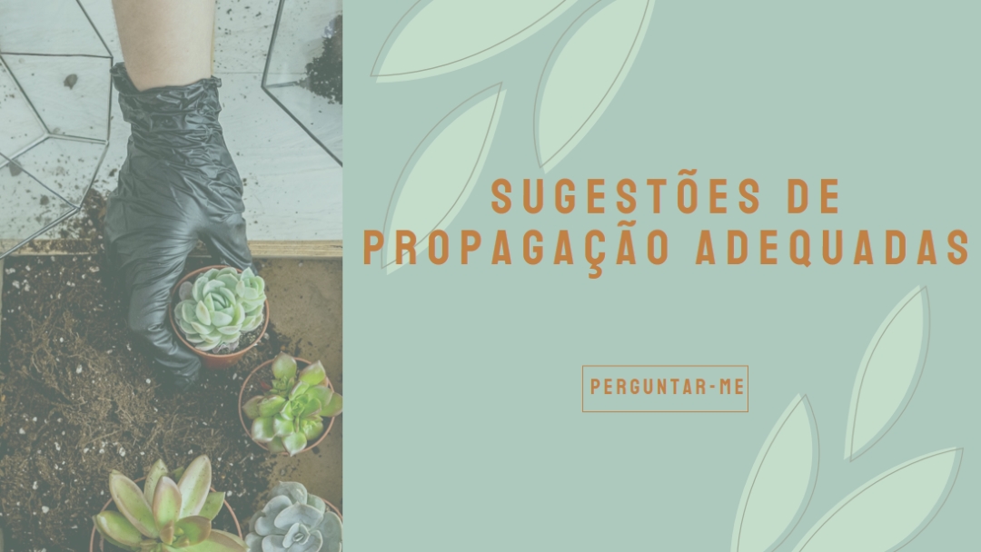 Simplesmente suculenta green organic-simple