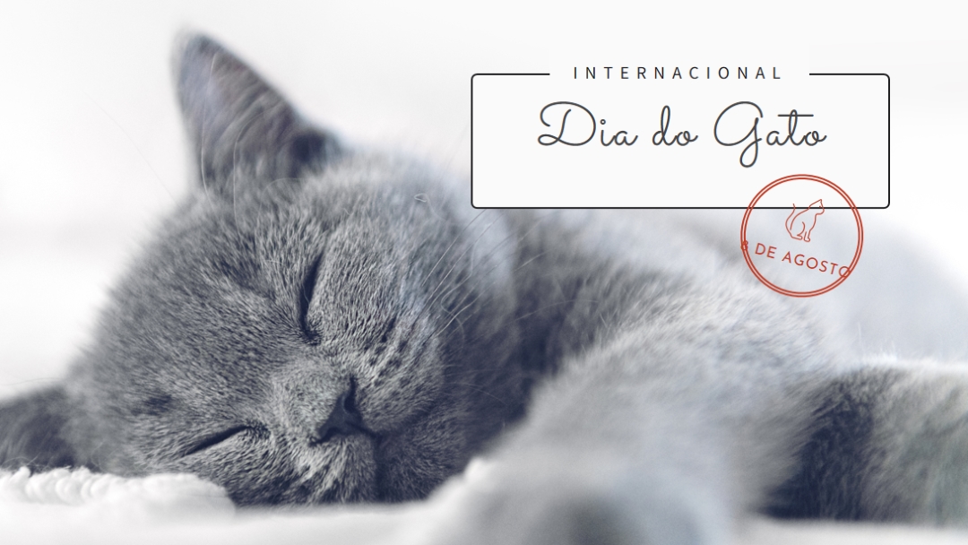 Soneca de gato gray modern-simple