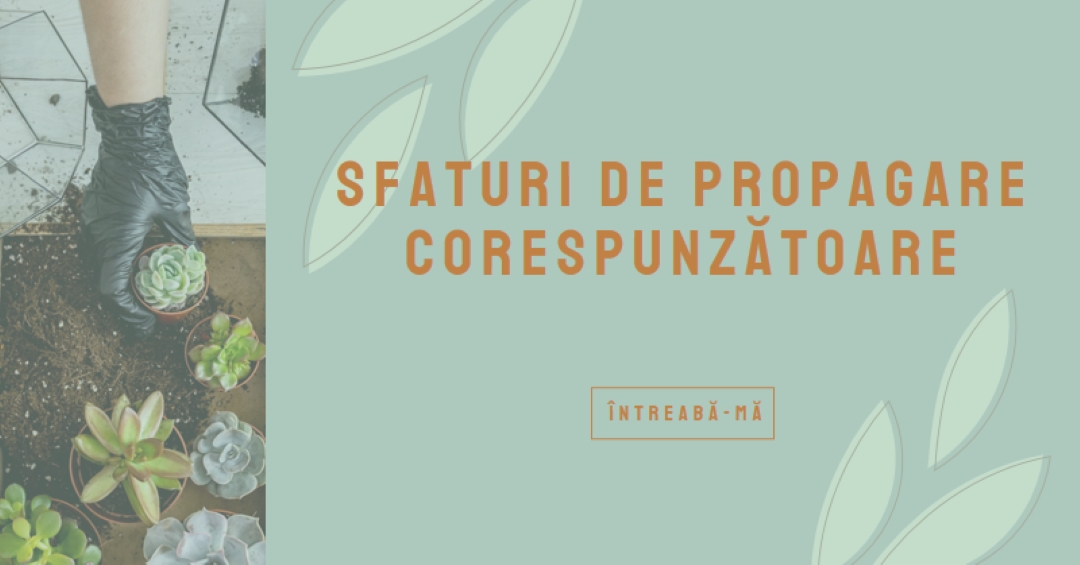 Pur și simplu suculent green organic-simple