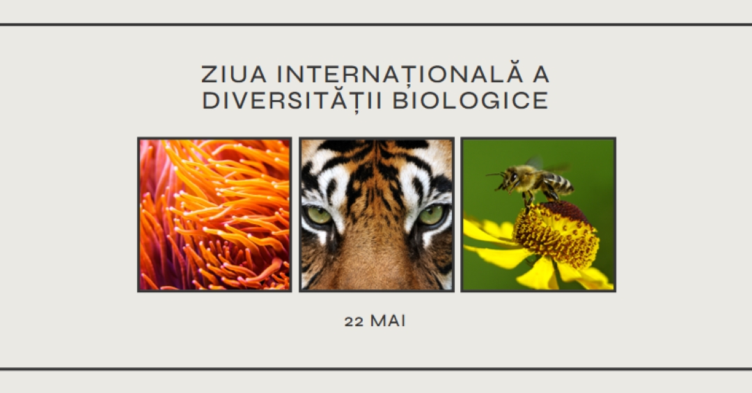 Revitalizarea naturii gray modern-simple