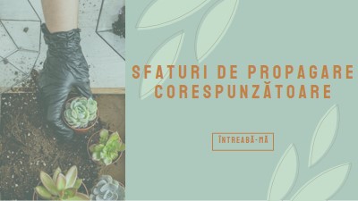 Pur și simplu suculent green organic-simple