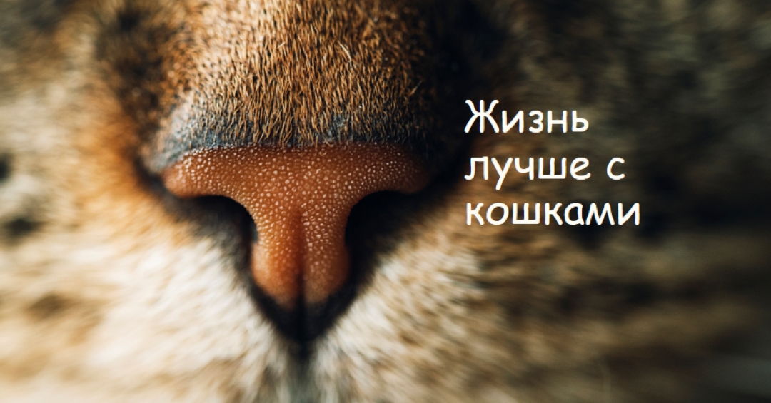 Жизнь лучше с кошками brown modern-simple