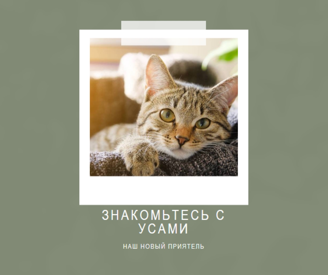 Познакомьтесь с нашим новым котом green modern-simple