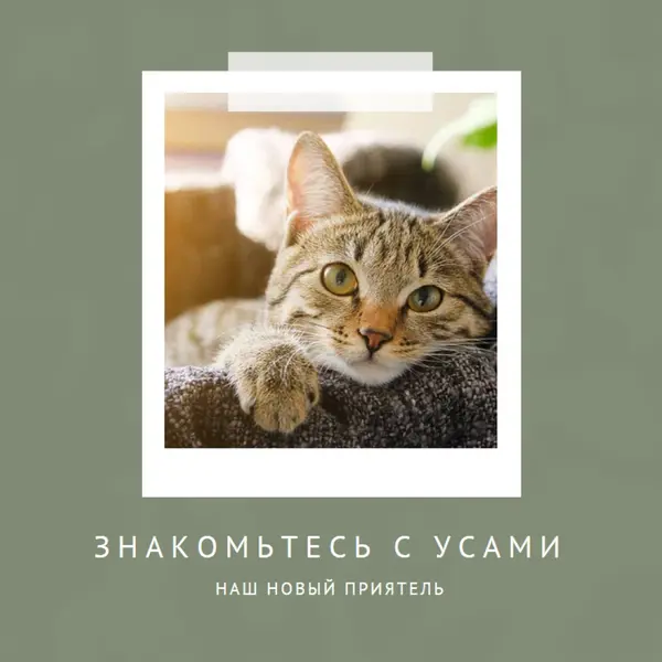 Познакомьтесь с нашим новым котом green modern-simple