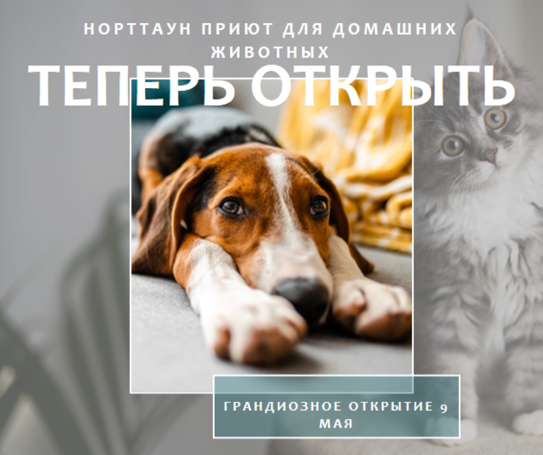 Кошки и собаки gray modern-simple