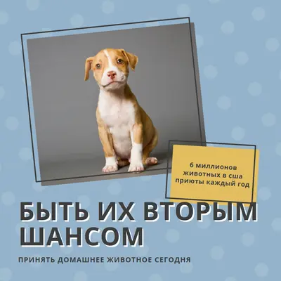 Второй шанс щенка blue modern-bold