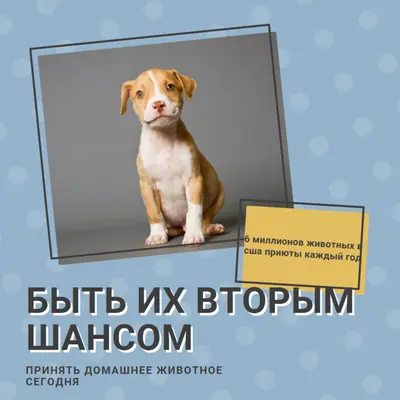 Второй шанс щенка blue modern-bold