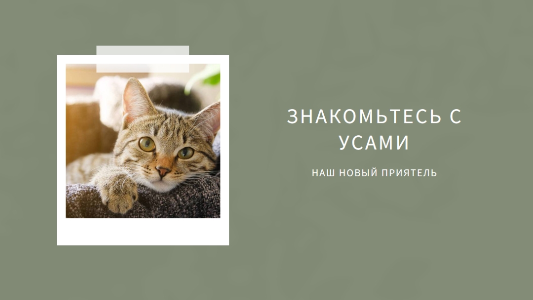 Познакомьтесь с нашим новым котом green modern-simple