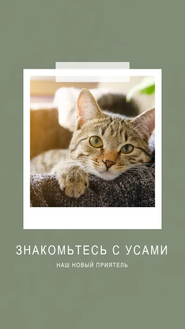 Познакомьтесь с нашим новым котом green modern-simple