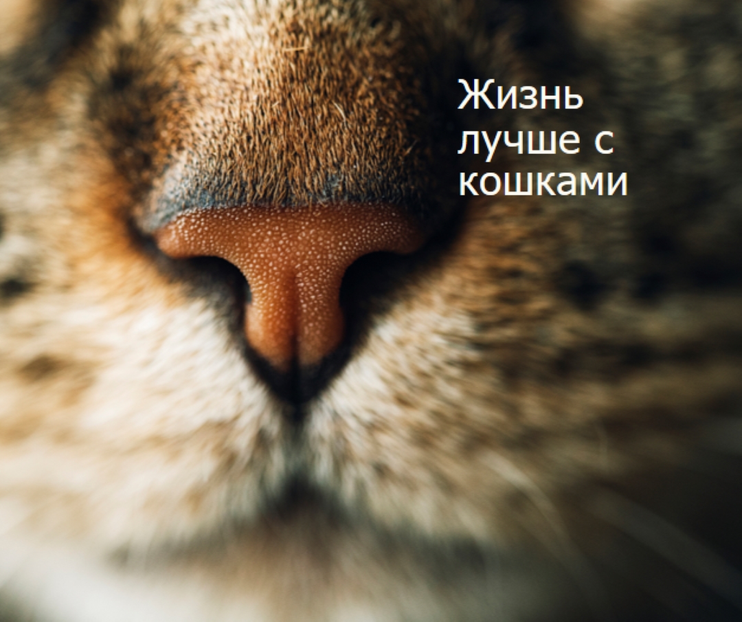 Жизнь лучше с кошками brown modern-simple
