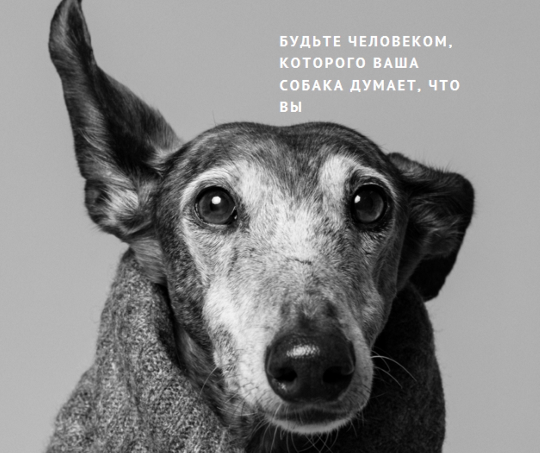 Любовь щенка gray modern-simple