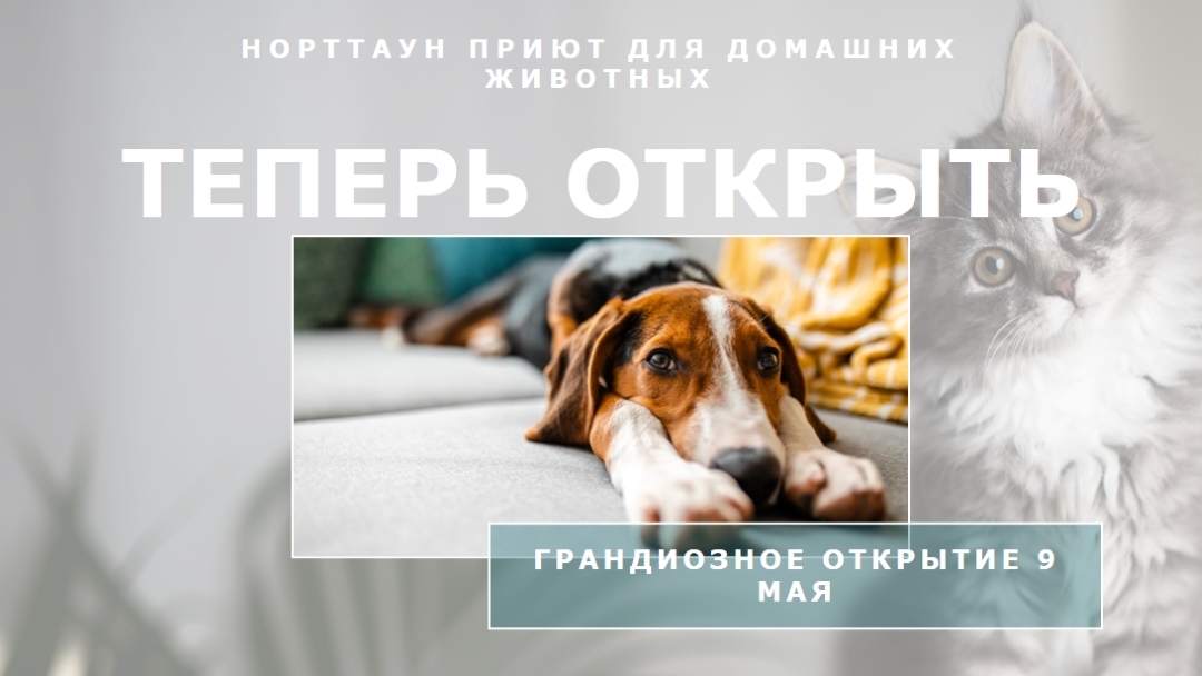 Кошки и собаки gray modern-simple