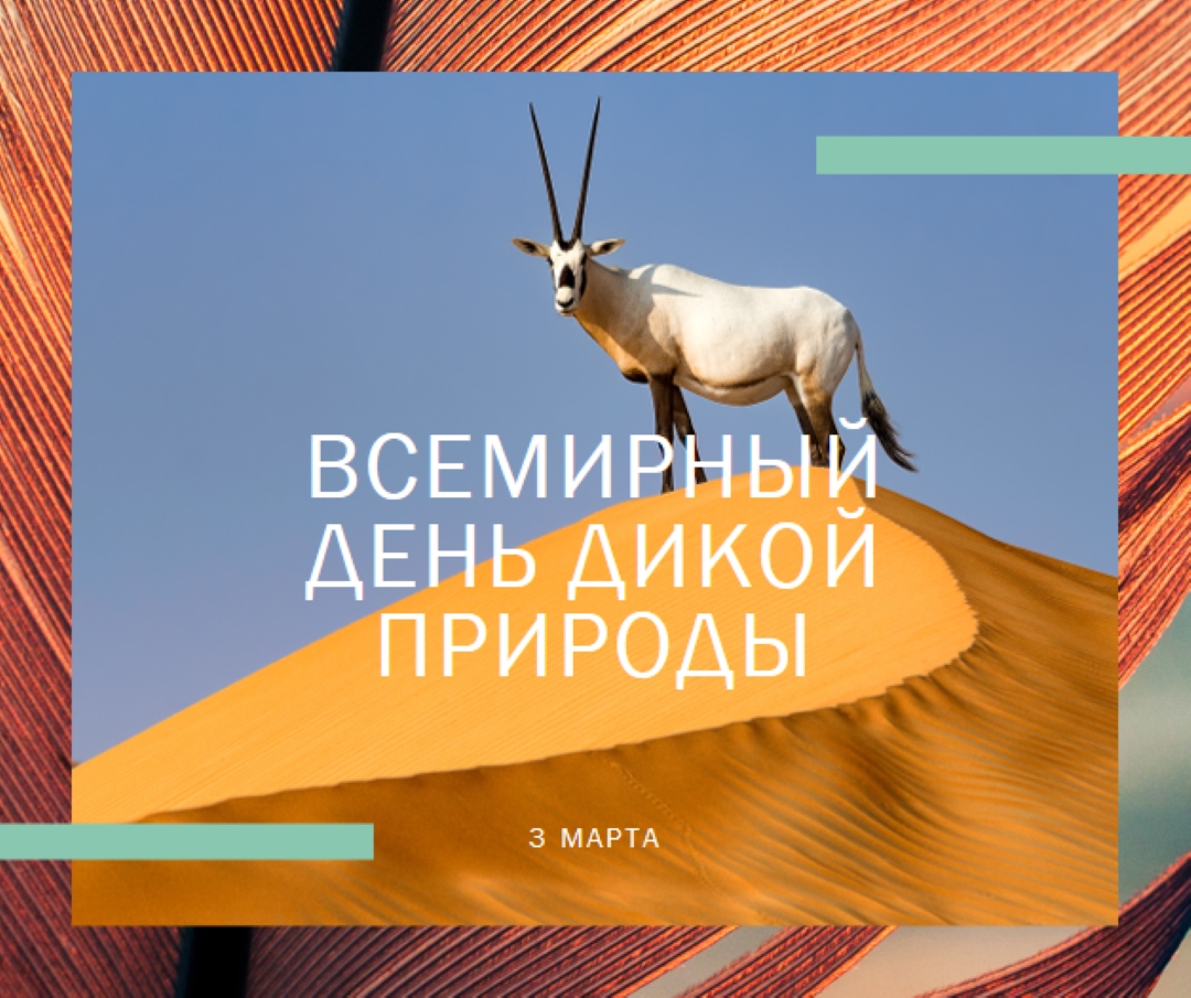 Празднование дикой природы orange modern-bold