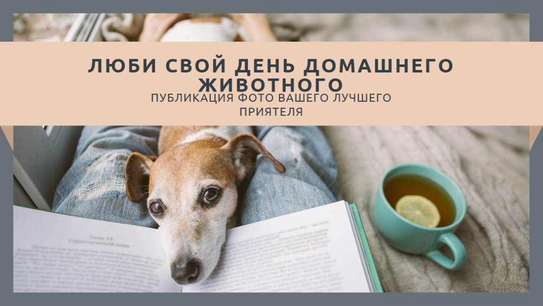 Ваш лучший приятель gray modern-simple