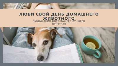 Ваш лучший приятель gray modern-simple