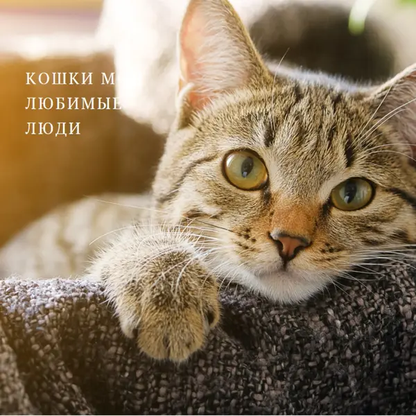 Крутой кот brown modern-simple
