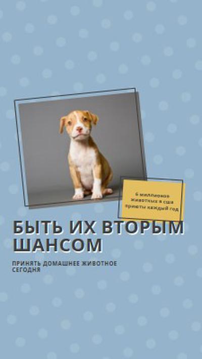 Второй шанс щенка blue modern-bold