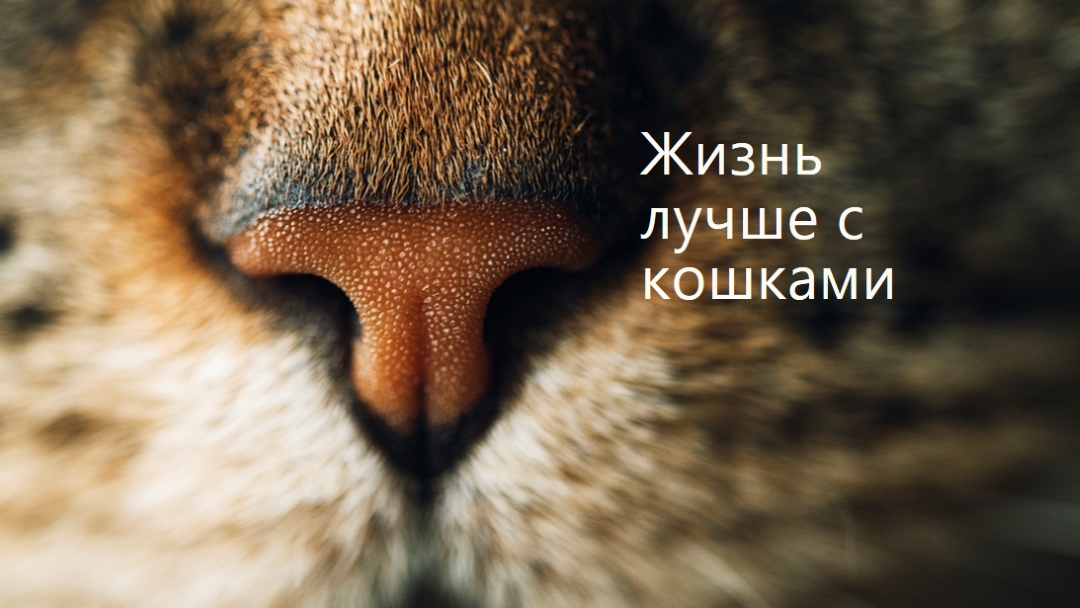 Жизнь лучше с кошками brown modern-simple