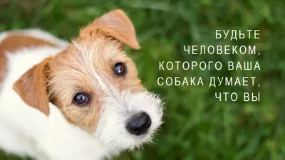 Важная птица green modern-simple