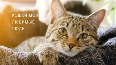 Крутой кот brown modern-simple