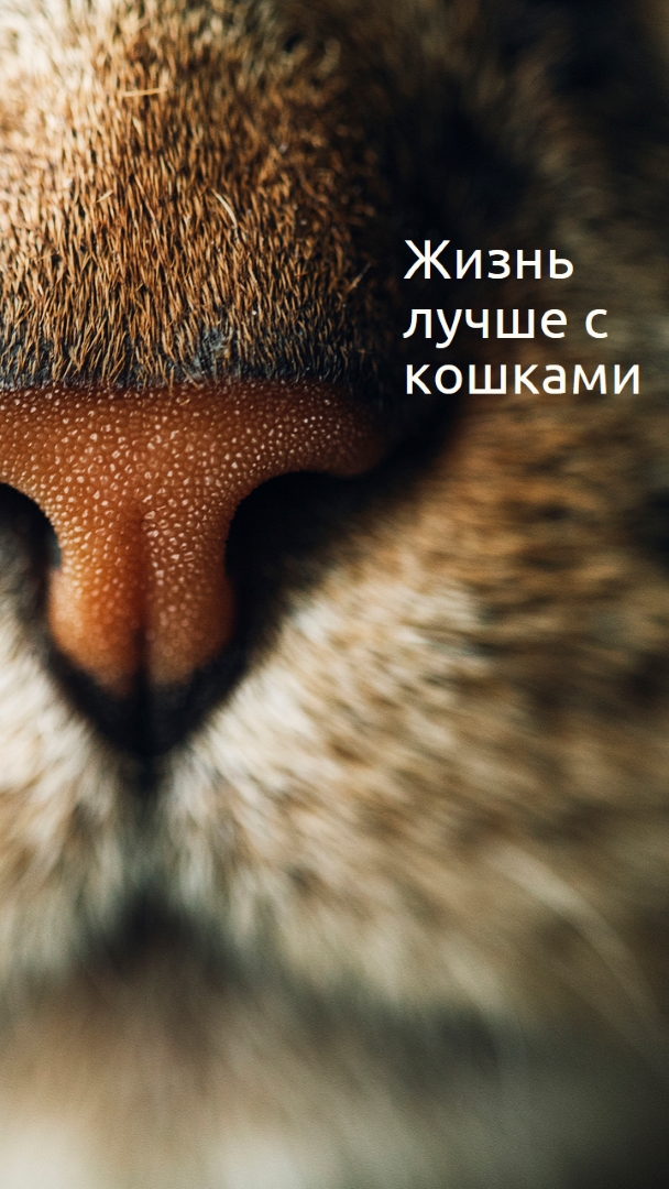 Жизнь лучше с кошками brown modern-simple