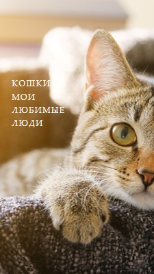 Крутой кот brown modern-simple