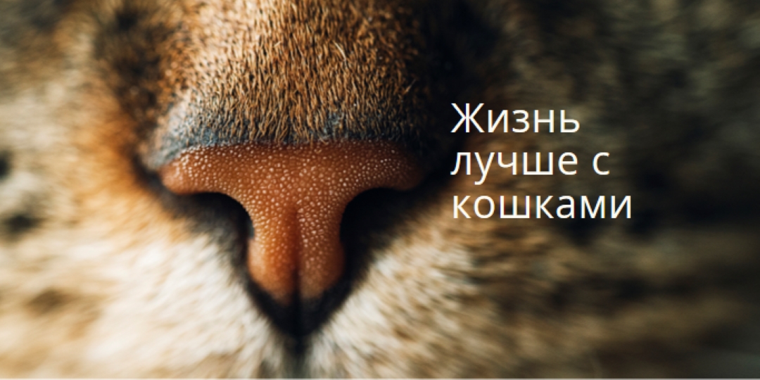 Жизнь лучше с кошками brown modern-simple
