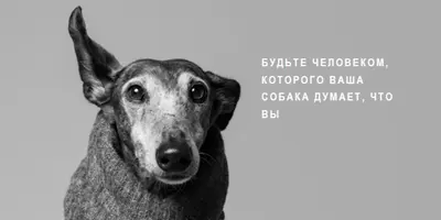 Любовь щенка gray modern-simple