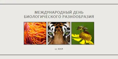 Оживление природы gray modern-simple