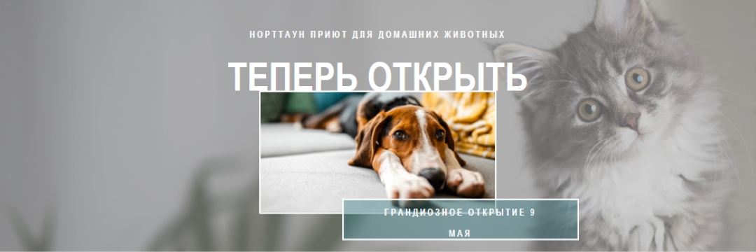 Кошки и собаки gray modern-simple