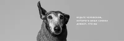Любовь щенка gray modern-simple