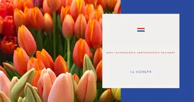 Празднование голландских корней orange modern-simple