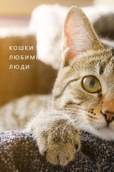 Крутой кот brown modern-simple