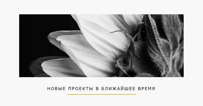 Хрустящие лепестки white modern-simple