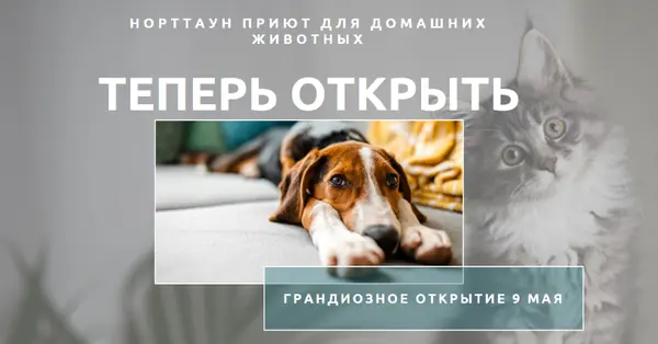 Кошки и собаки gray modern-simple