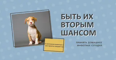 Второй шанс щенка blue modern-bold