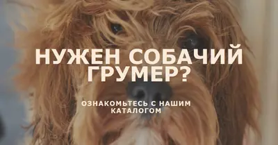 Scruffy to пушистый brown modern-simple