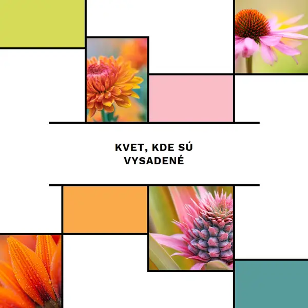 Bloom, kde ste zasadil white modern-geo-&-linear