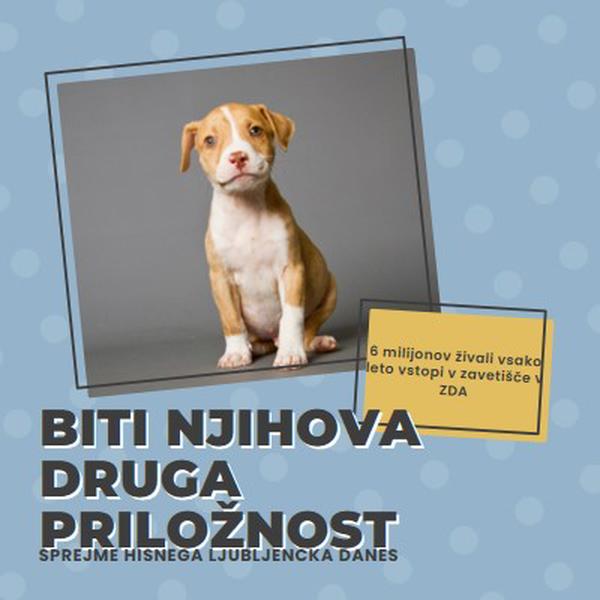 Pup z drugo priložnostjo blue modern-bold