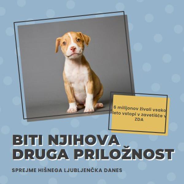 Pup z drugo priložnostjo blue modern-bold