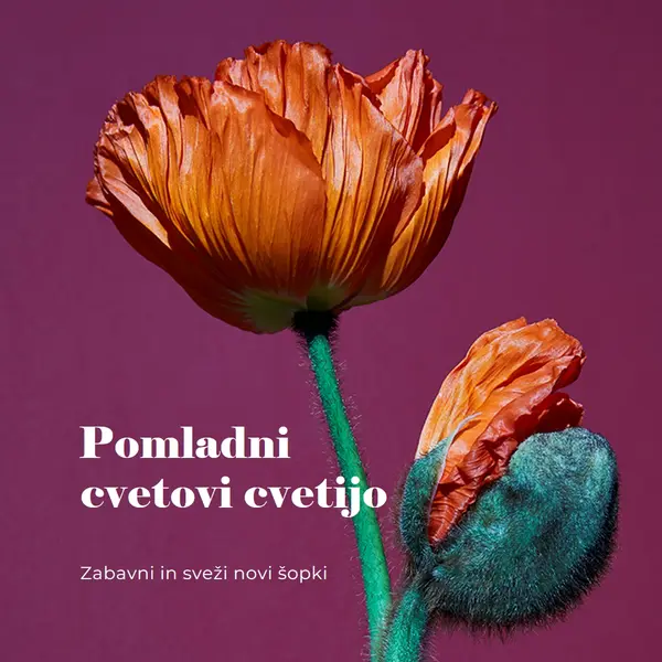 Sveže rože purple modern-simple