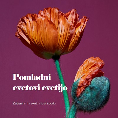 Sveže rože purple modern-simple