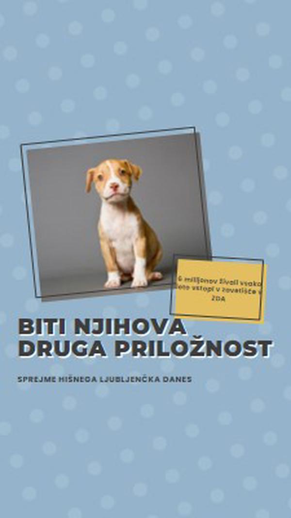 Pup z drugo priložnostjo blue modern-bold