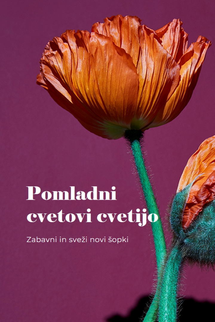 Sveže rože purple modern-simple