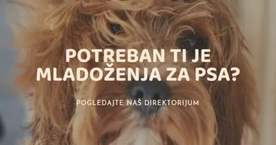 Škrabanje da bi se ušunjalo brown modern-simple