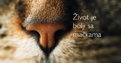 Život je bolji sa mačkama brown modern-simple